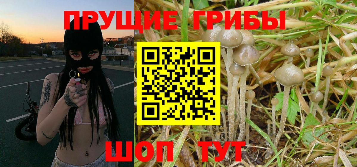 Сочи  Псилоцибиновые грибы Psilocybe  Вход с VPN 